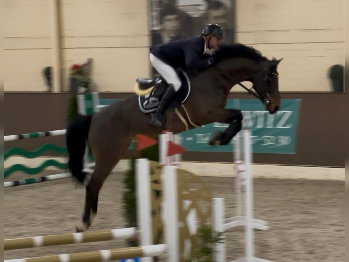 KWPN Wallach 5 Jahre 168 cm Brauner in Bramsche