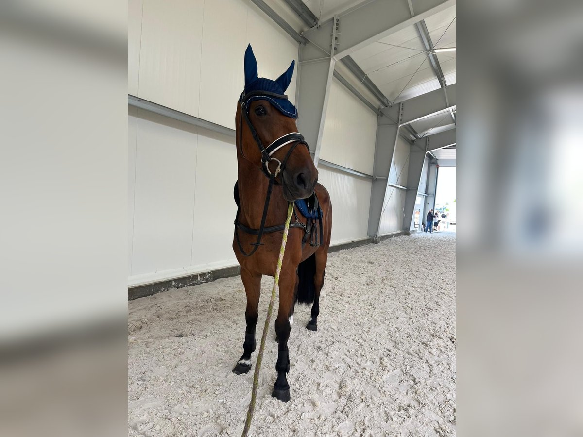 KWPN Wallach 5 Jahre 168 cm Brauner in &#x15A;wiecie