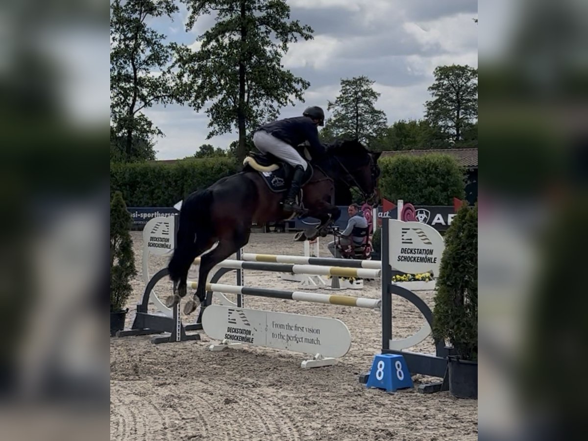 KWPN Wallach 5 Jahre 168 cm Brauner in Bramsche
