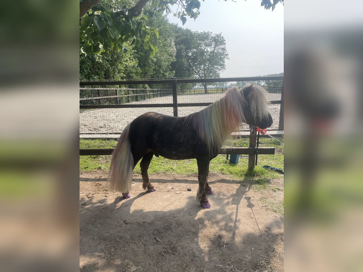 KWPN Wallach 5 Jahre 168 cm Brauner in Rumpt