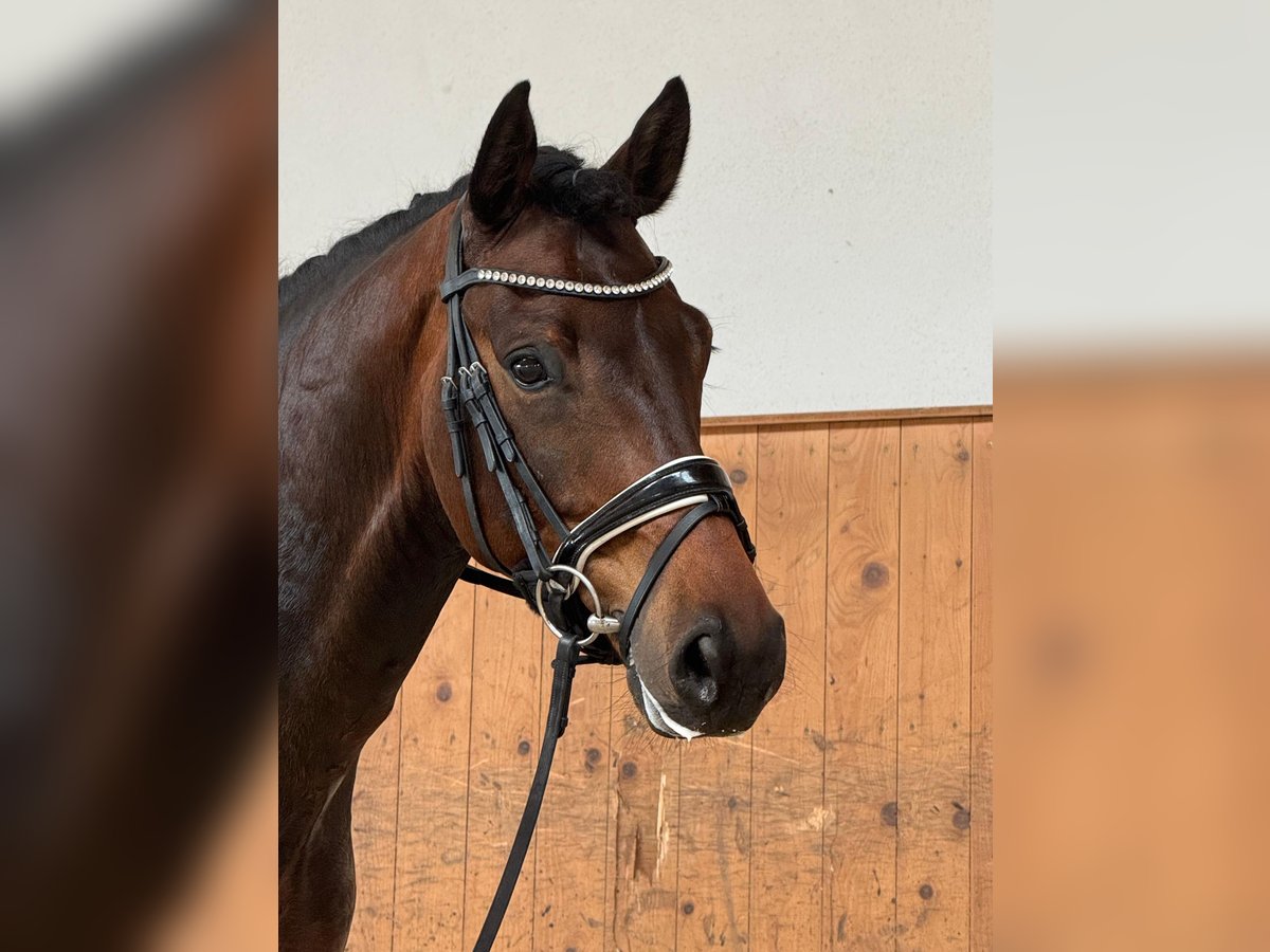 KWPN Wallach 5 Jahre 168 cm Dunkelbrauner in Moosburg an der Isar