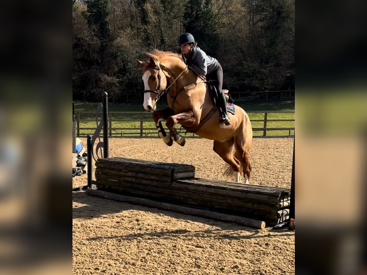 KWPN Wallach 5 Jahre 168 cm Dunkelfuchs in Folkestone Kent