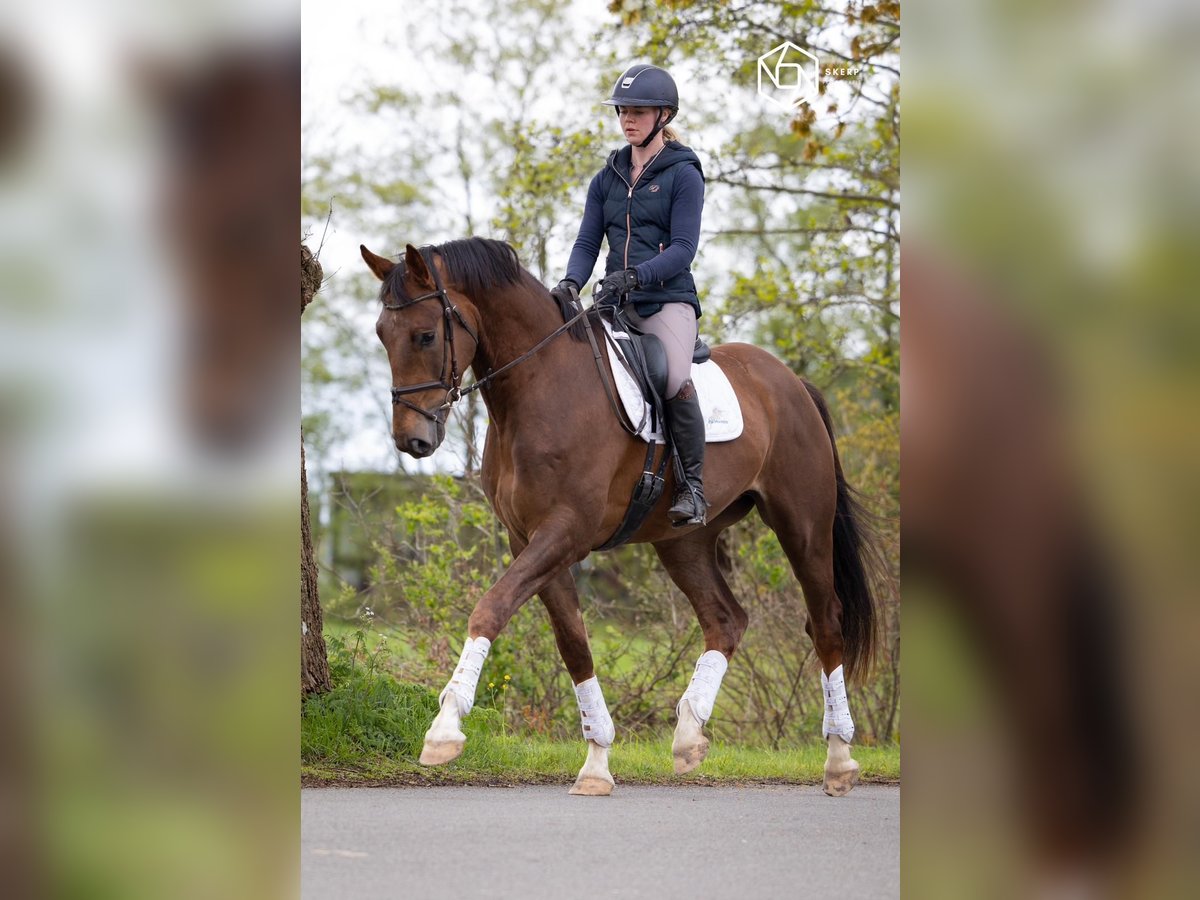 KWPN Wallach 5 Jahre 169 cm Dunkelfuchs in Murrhardt