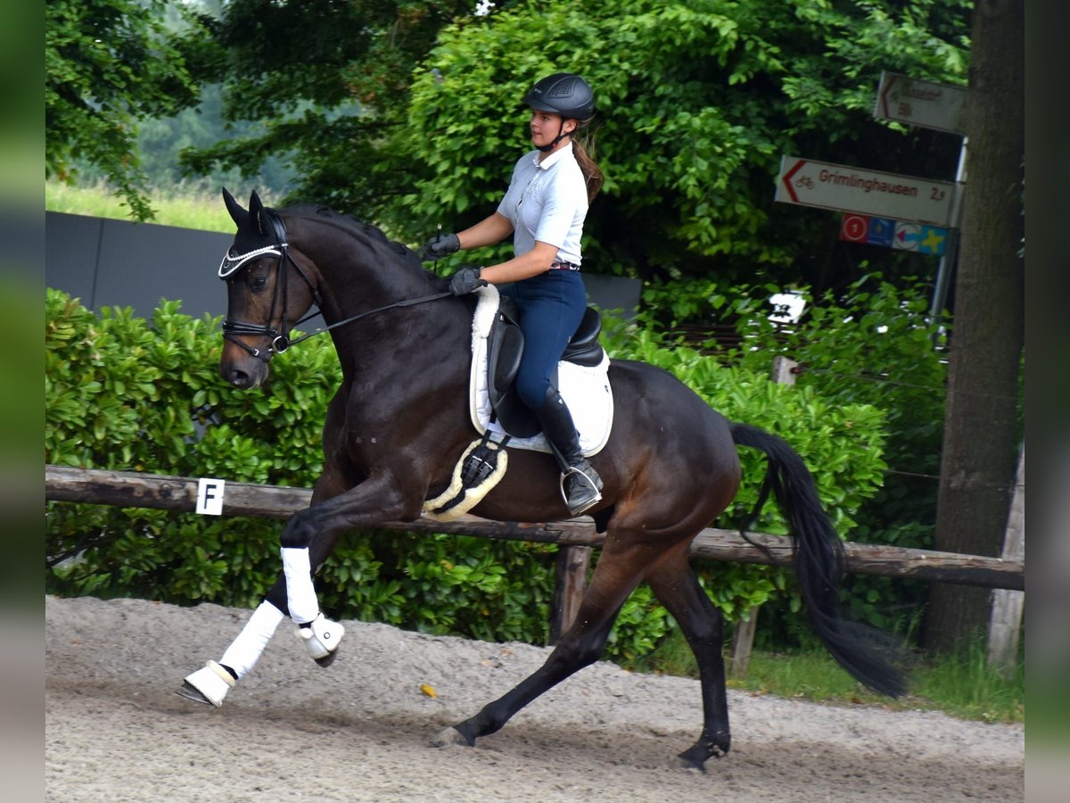 KWPN Wallach 5 Jahre 170 cm Dunkelbrauner in Neuss