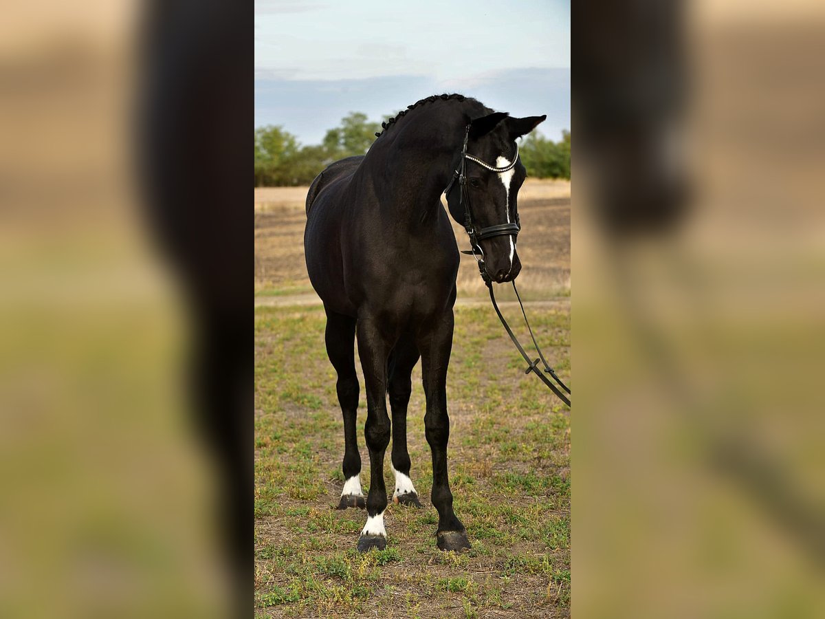 KWPN Wallach 5 Jahre 170 cm Rappe in B&#xE9;k&#xE9;sszentandr&#xE1;s