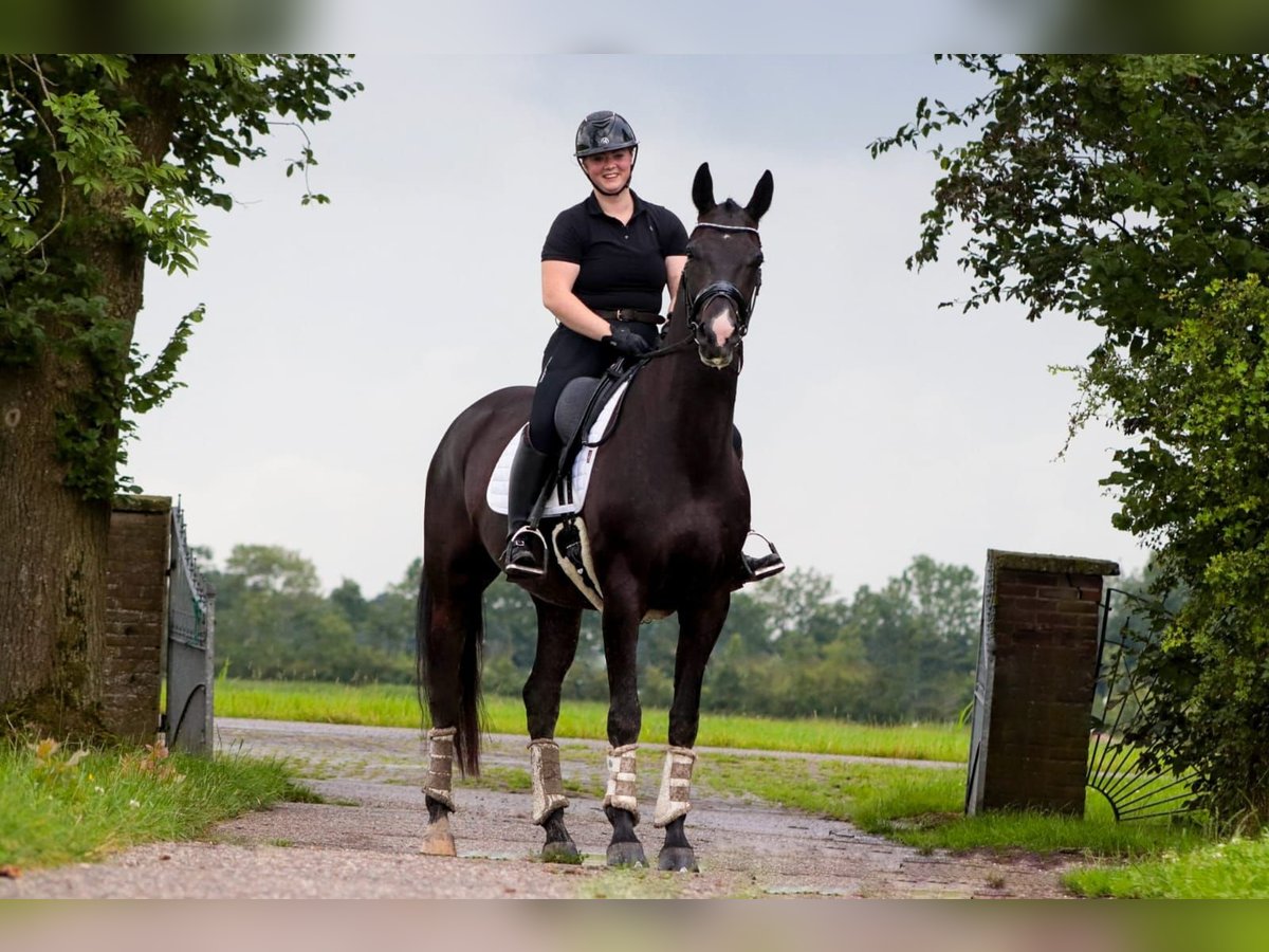 KWPN Wallach 5 Jahre 171 cm Schwarzbrauner in Wâlterswâld