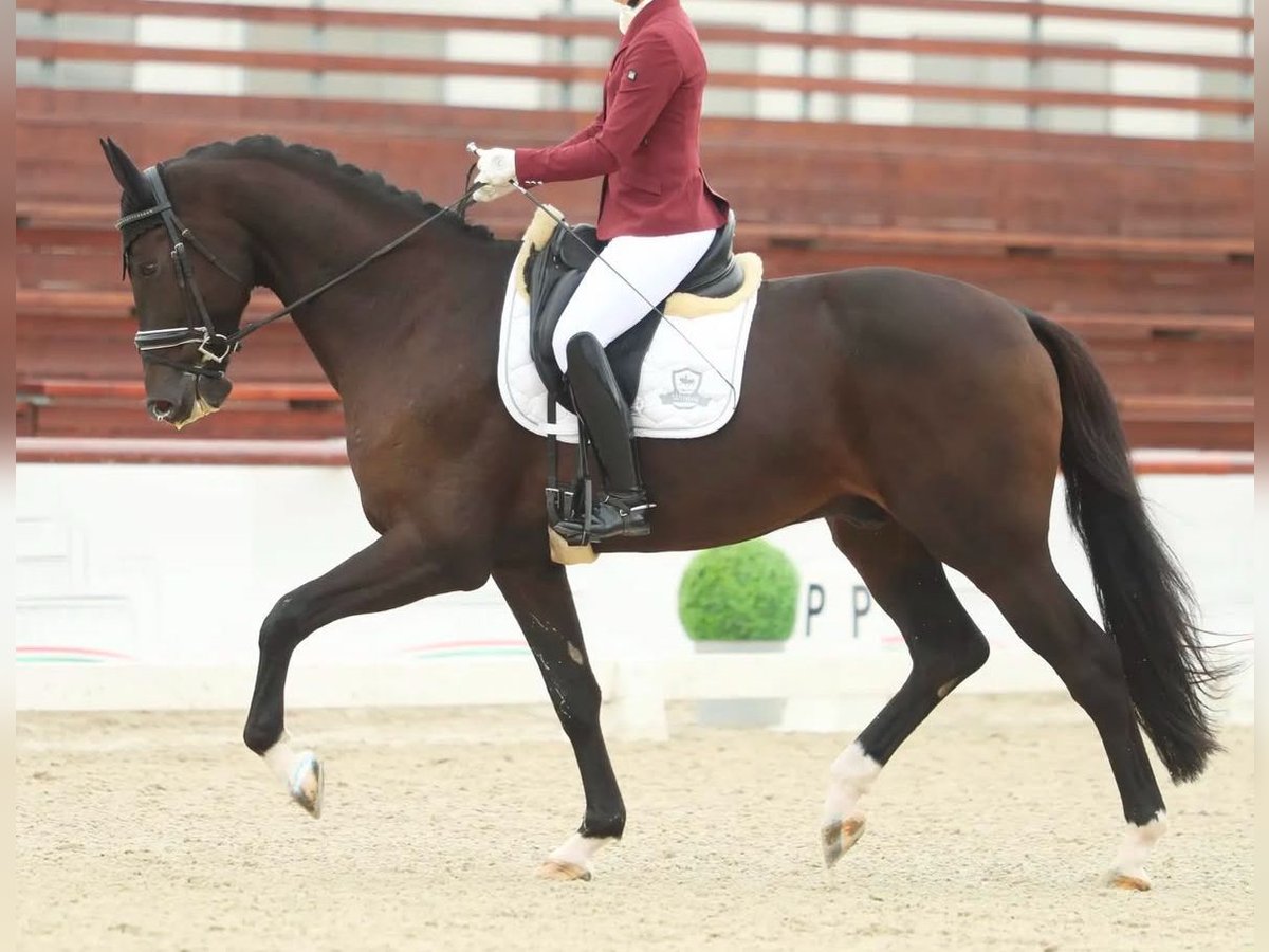 KWPN Wallach 5 Jahre 172 cm Dunkelbrauner in Gyula