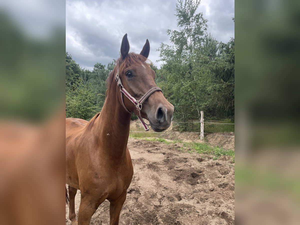 KWPN Wallach 5 Jahre 172 cm Dunkelfuchs in Hoge Hexel