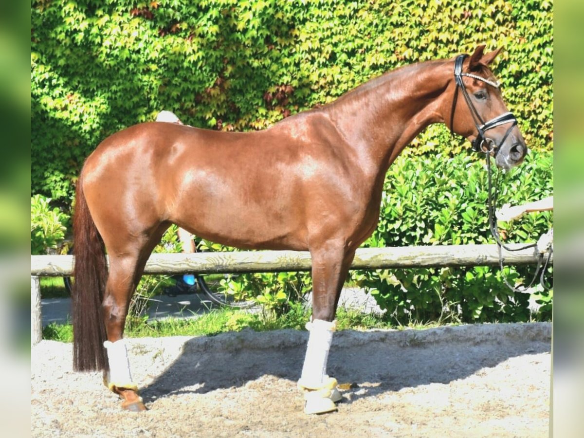 KWPN Wallach 5 Jahre 172 cm Fuchs in Neuss