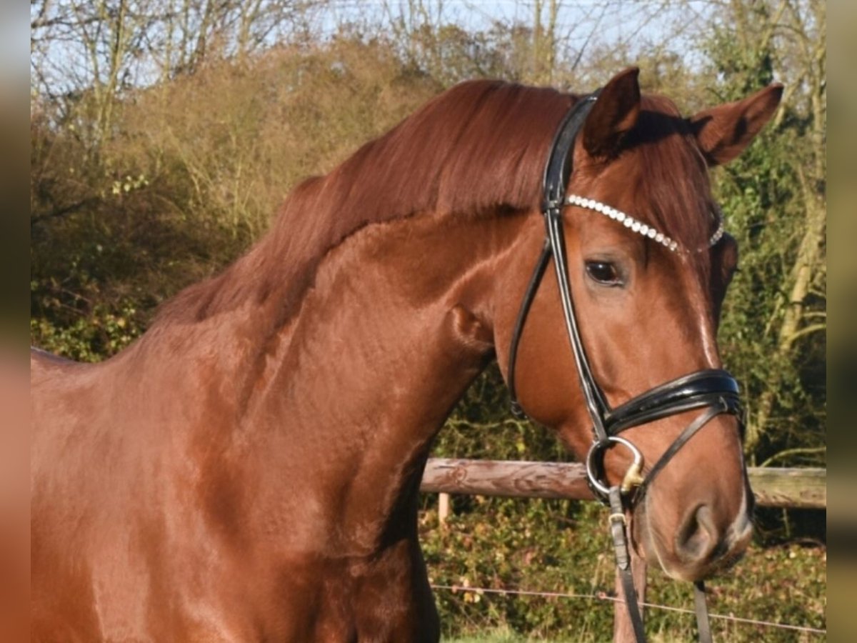 KWPN Wallach 5 Jahre 172 cm Fuchs in Neuss