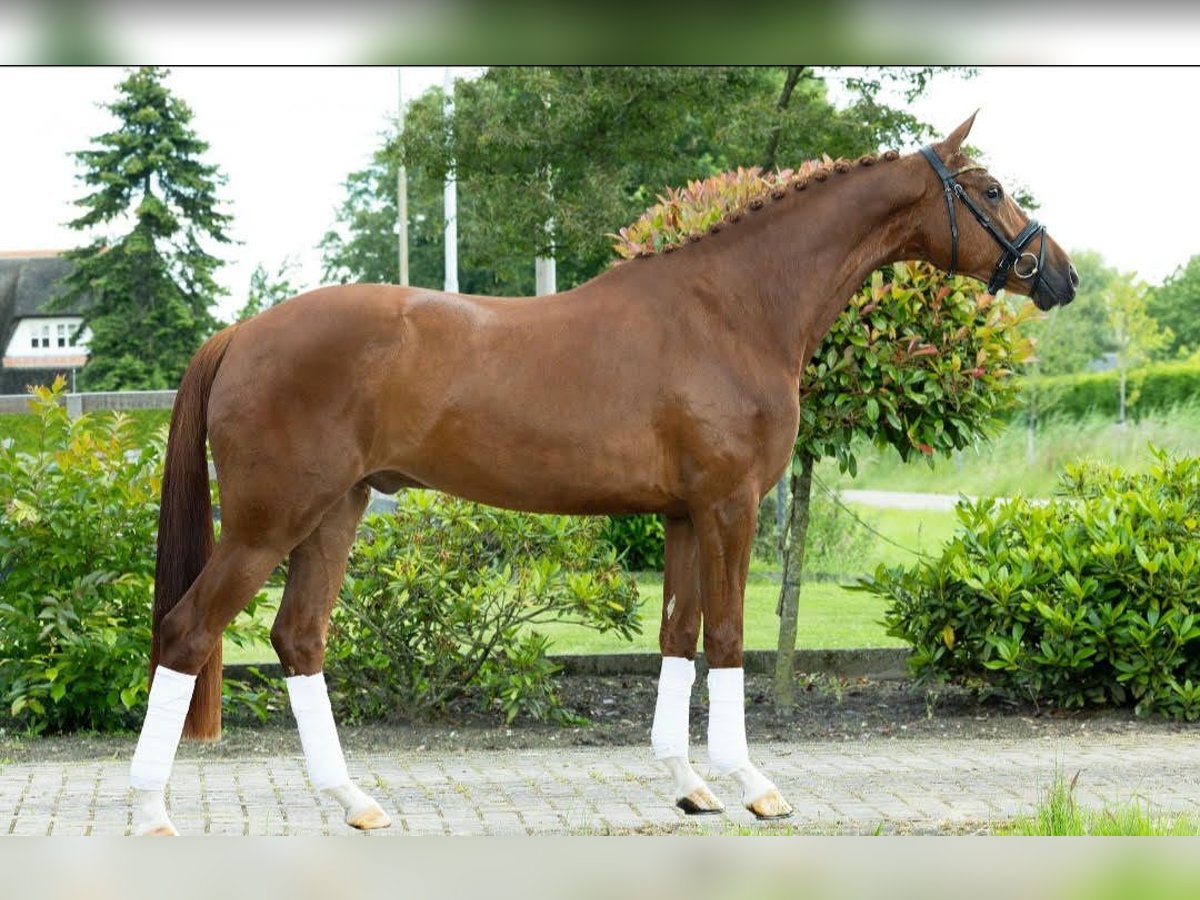 KWPN Wallach 5 Jahre 173 cm Dunkelfuchs in Columbia Station