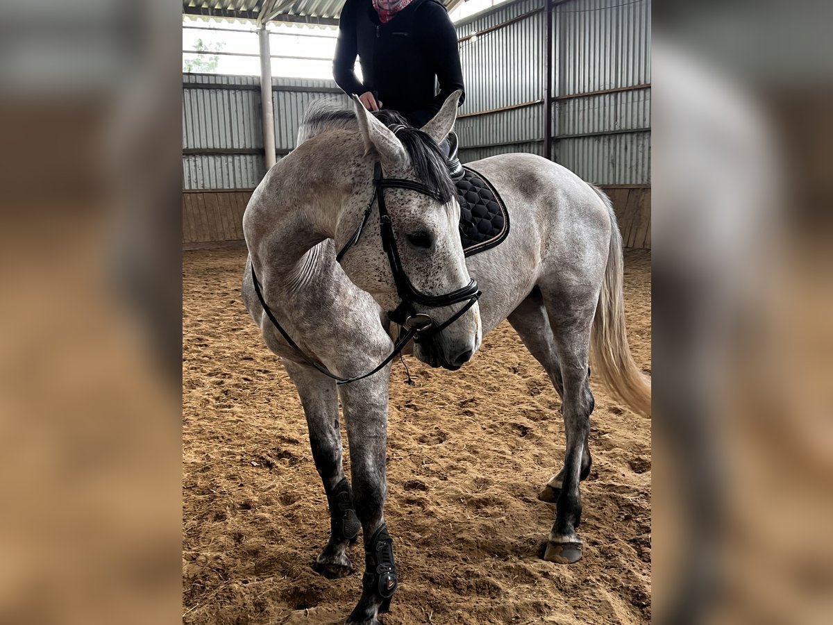 KWPN Wallach 5 Jahre 173 cm Red Dun in Boroszewo