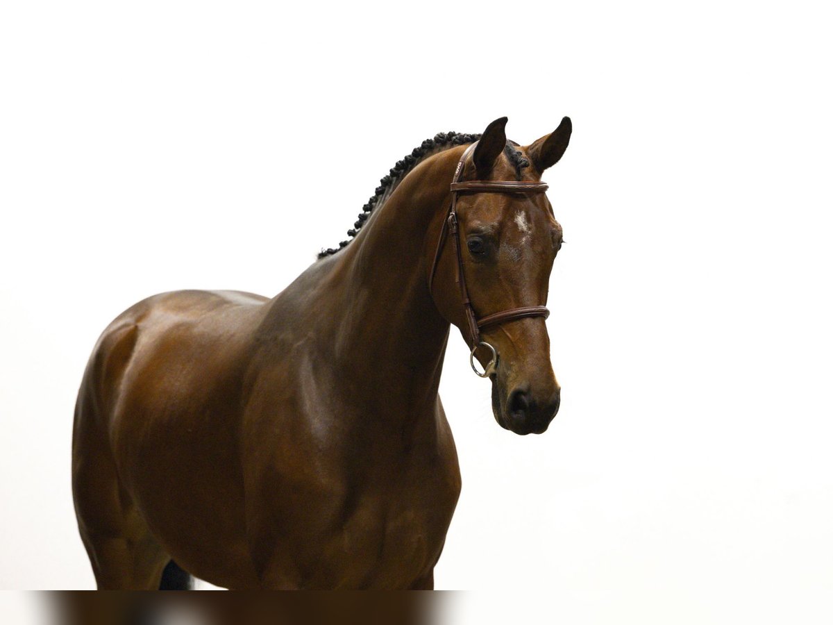 KWPN Wallach 5 Jahre 174 cm Brauner in Waddinxveen KWPN Wallach 5 Jahre 174 cm Brauner in Waddinxveen