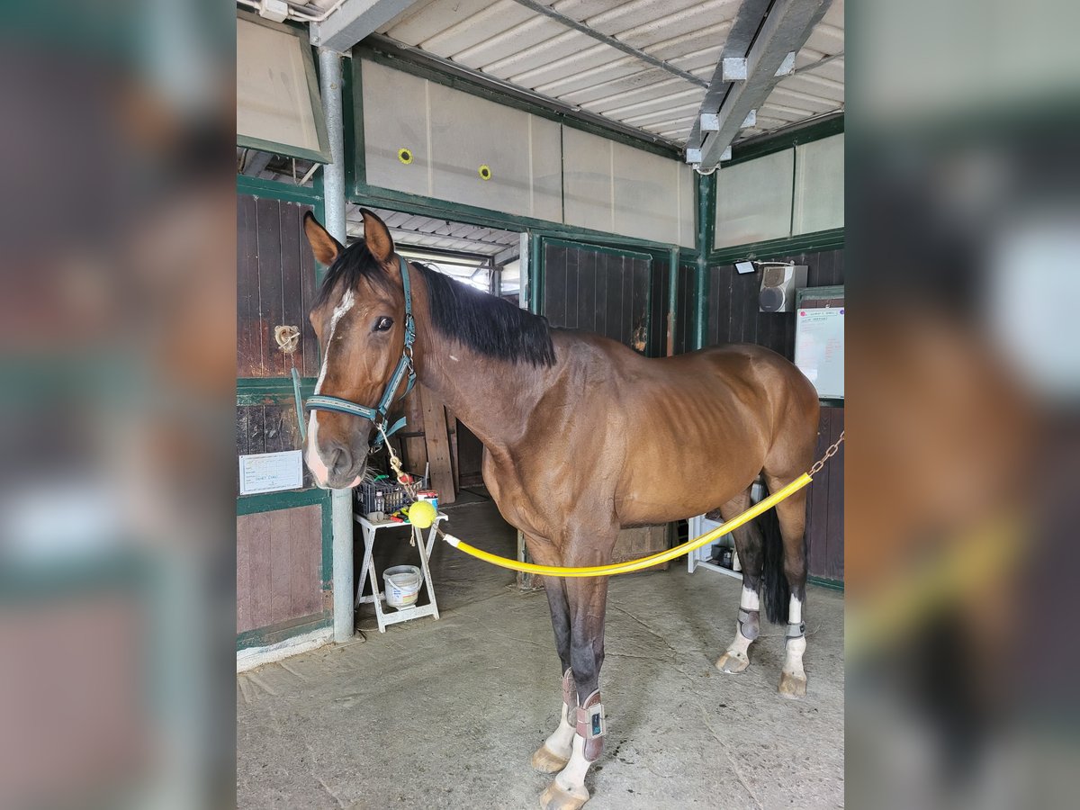 KWPN Wallach 5 Jahre 175 cm Roan-Bay in Robbiano Di Giussano