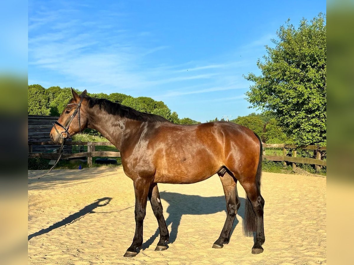 KWPN Wallach 5 Jahre 179 cm Brauner in Balve