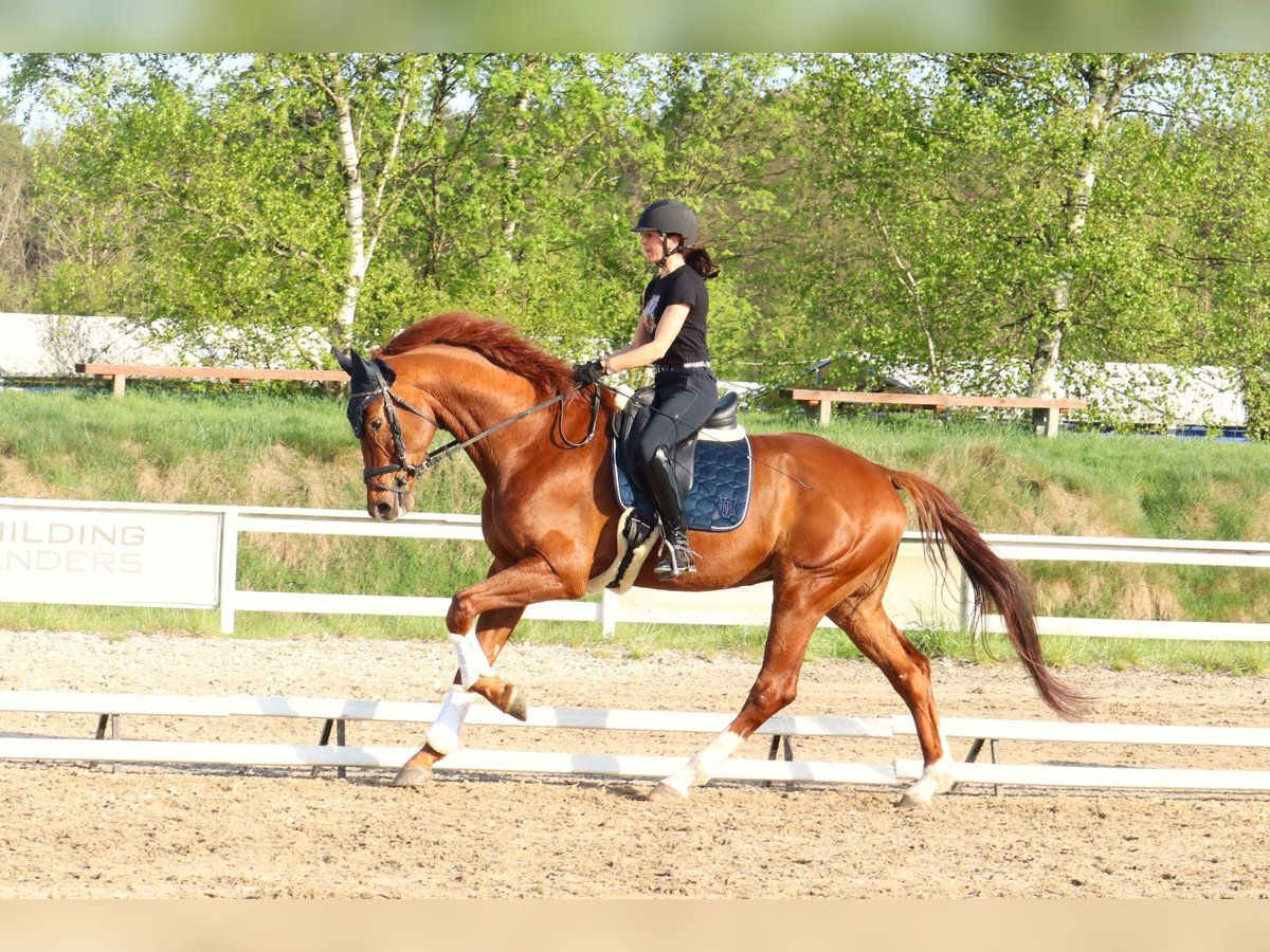 KWPN Wallach 5 Jahre 181 cm Fuchs in Dziemiany