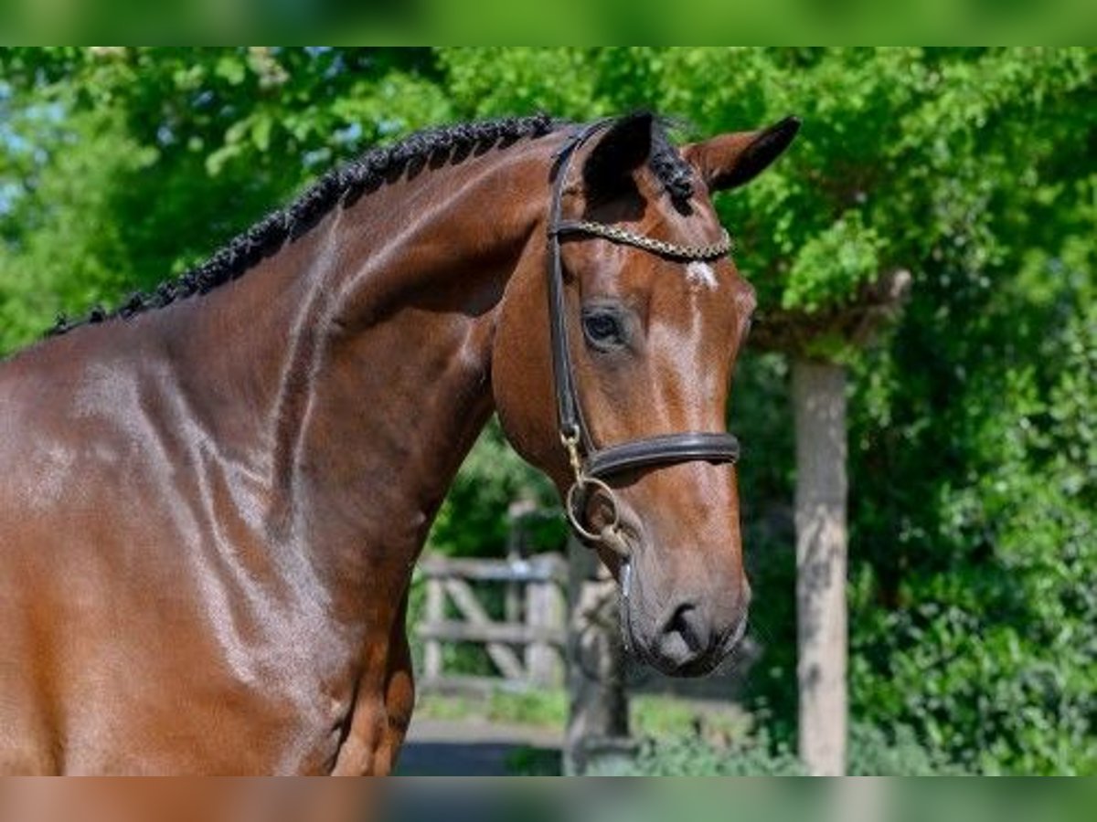 KWPN Wallach 5 Jahre in Heerde