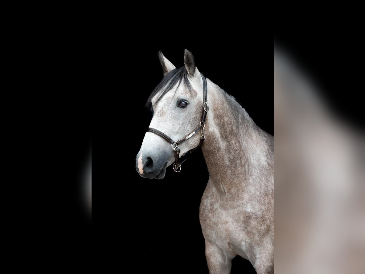 KWPN Wallach 6 Jahre 148 cm Schimmel in Buchen (Odenwald)