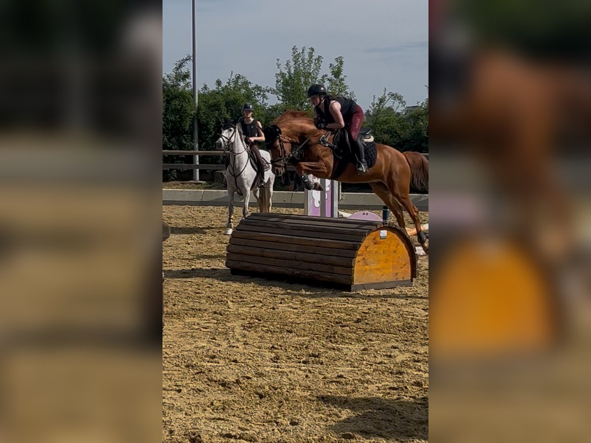 KWPN, Wallach in Magstadt