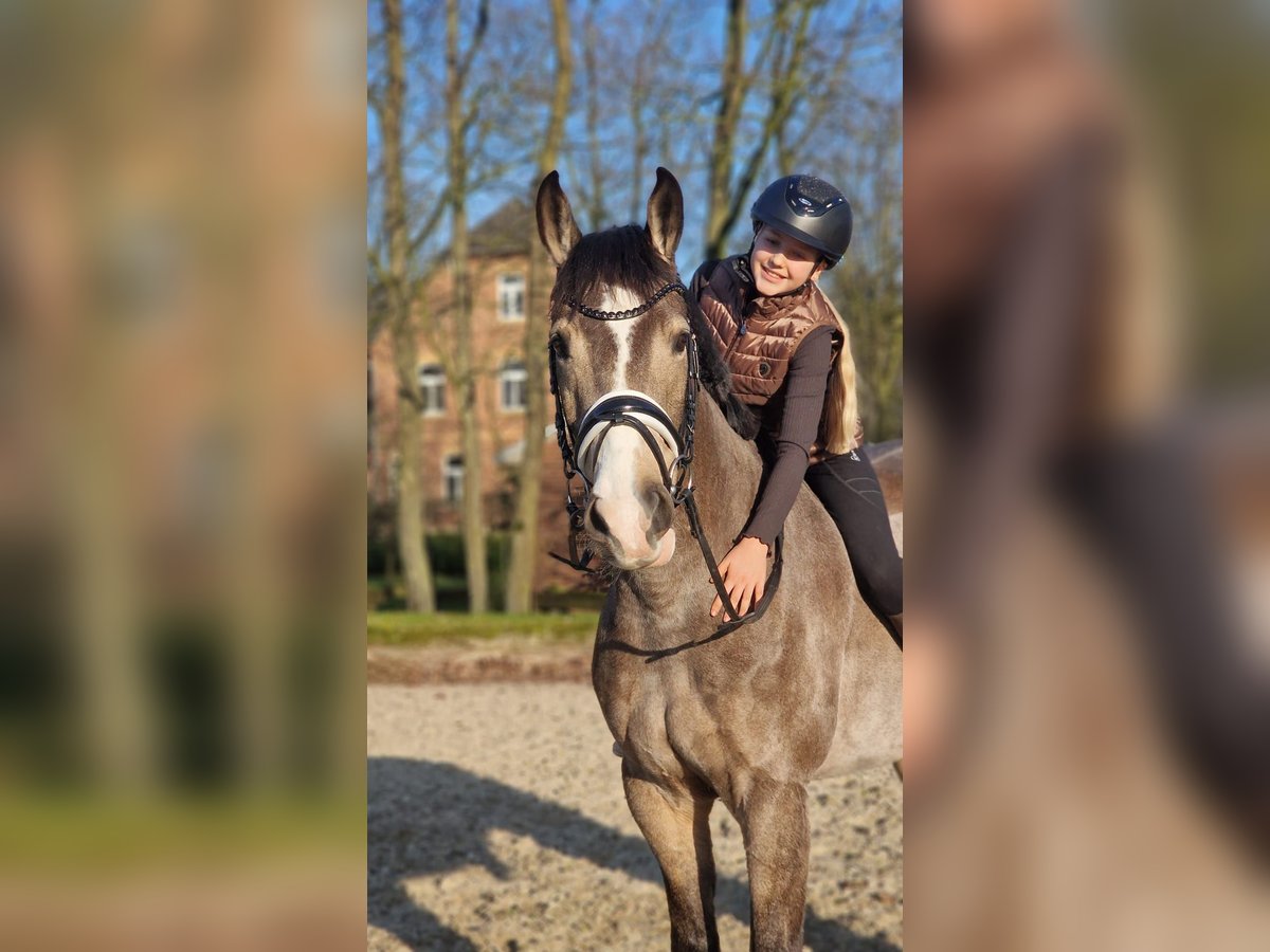 KWPN Wallach 6 Jahre 160 cm in Wesel