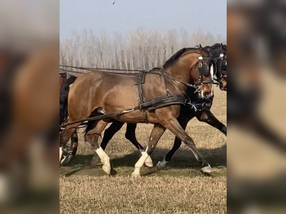 KWPN Wallach 6 Jahre 160 cm Rotbrauner in Tass