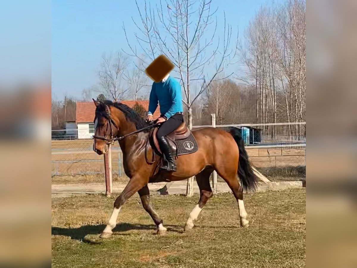 KWPN Wallach 6 Jahre 160 cm Rotbrauner in Tass