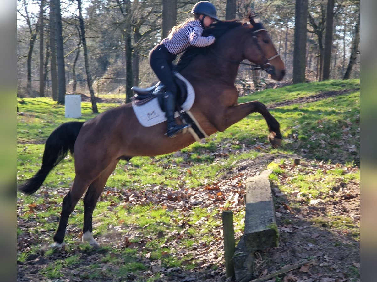 KWPN Wallach 6 Jahre 164 cm Dunkelbrauner in Deurne