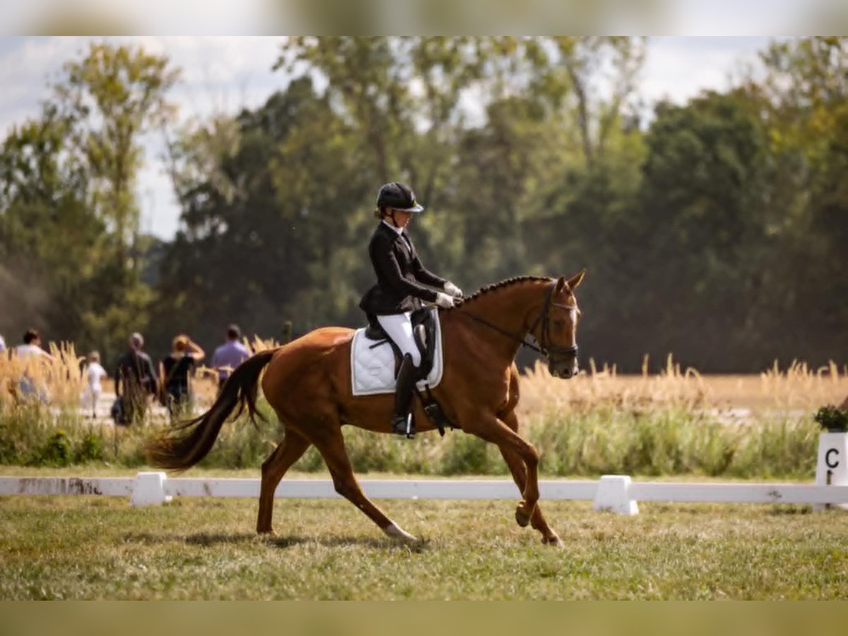 KWPN Wallach 6 Jahre 165 cm Fuchs in Tienen