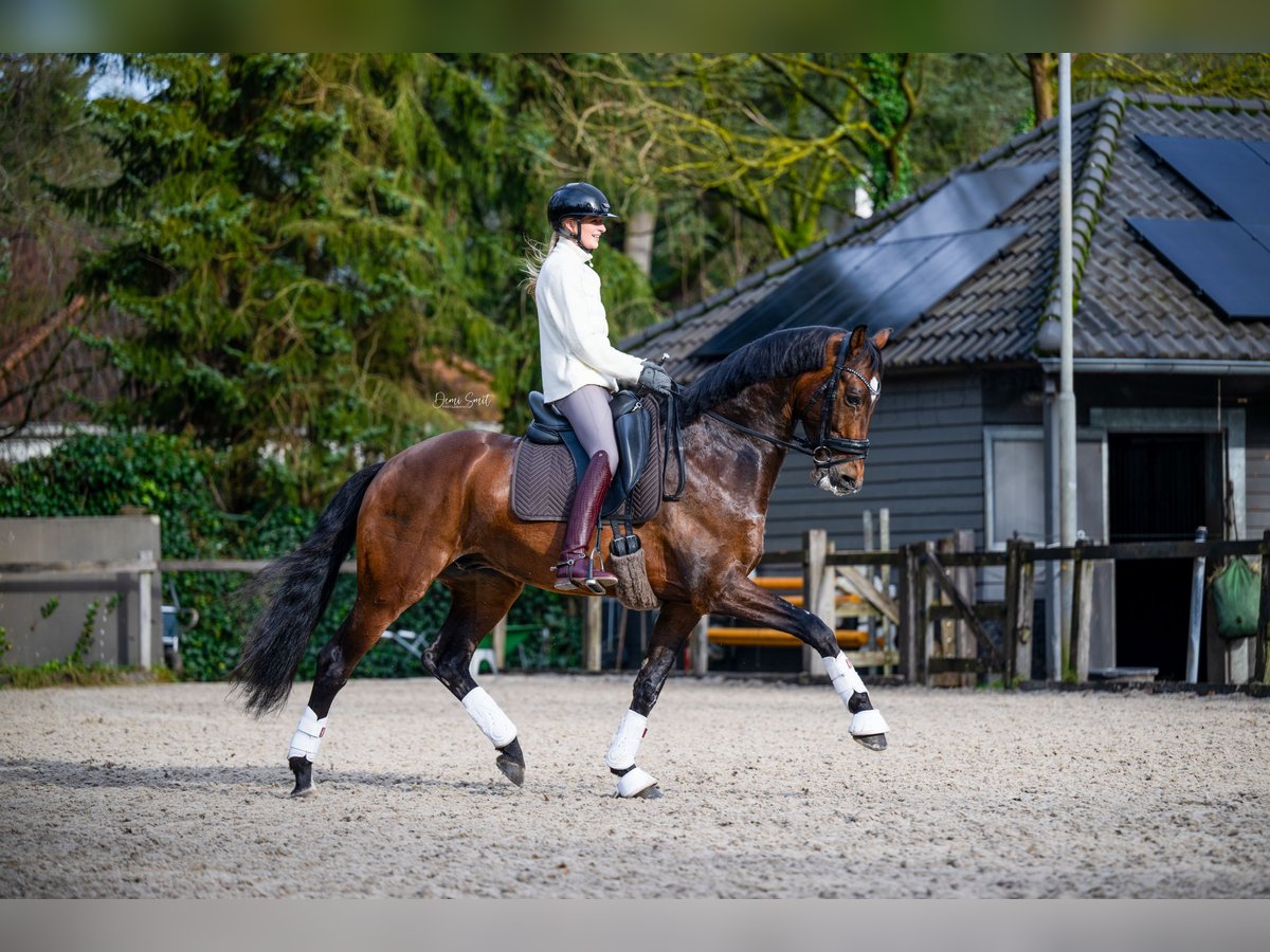 KWPN Wallach 6 Jahre 166 cm Dunkelbrauner in Waalre