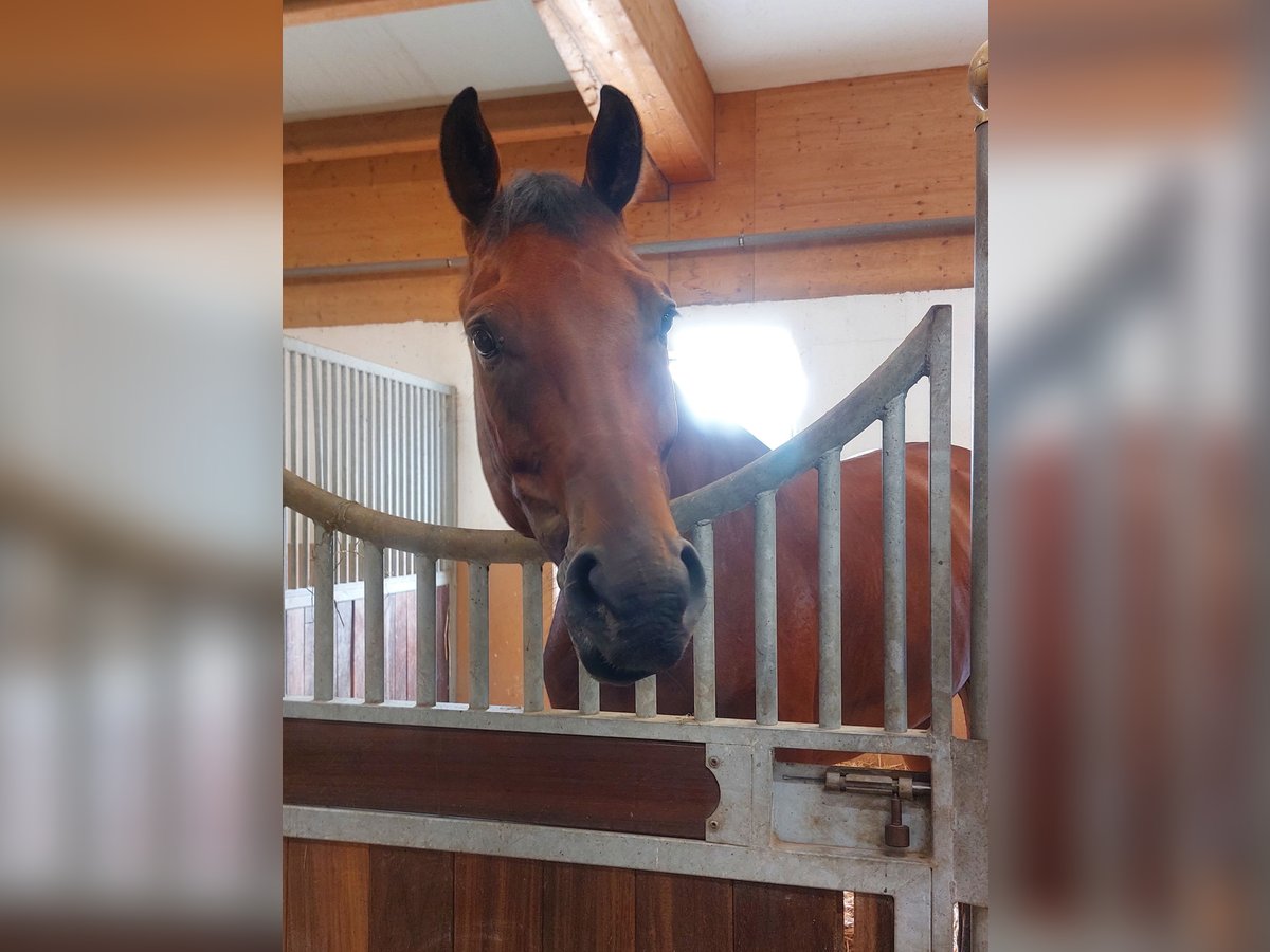 KWPN Wallach 6 Jahre 167 cm Brauner in Gipf-Oberfrick