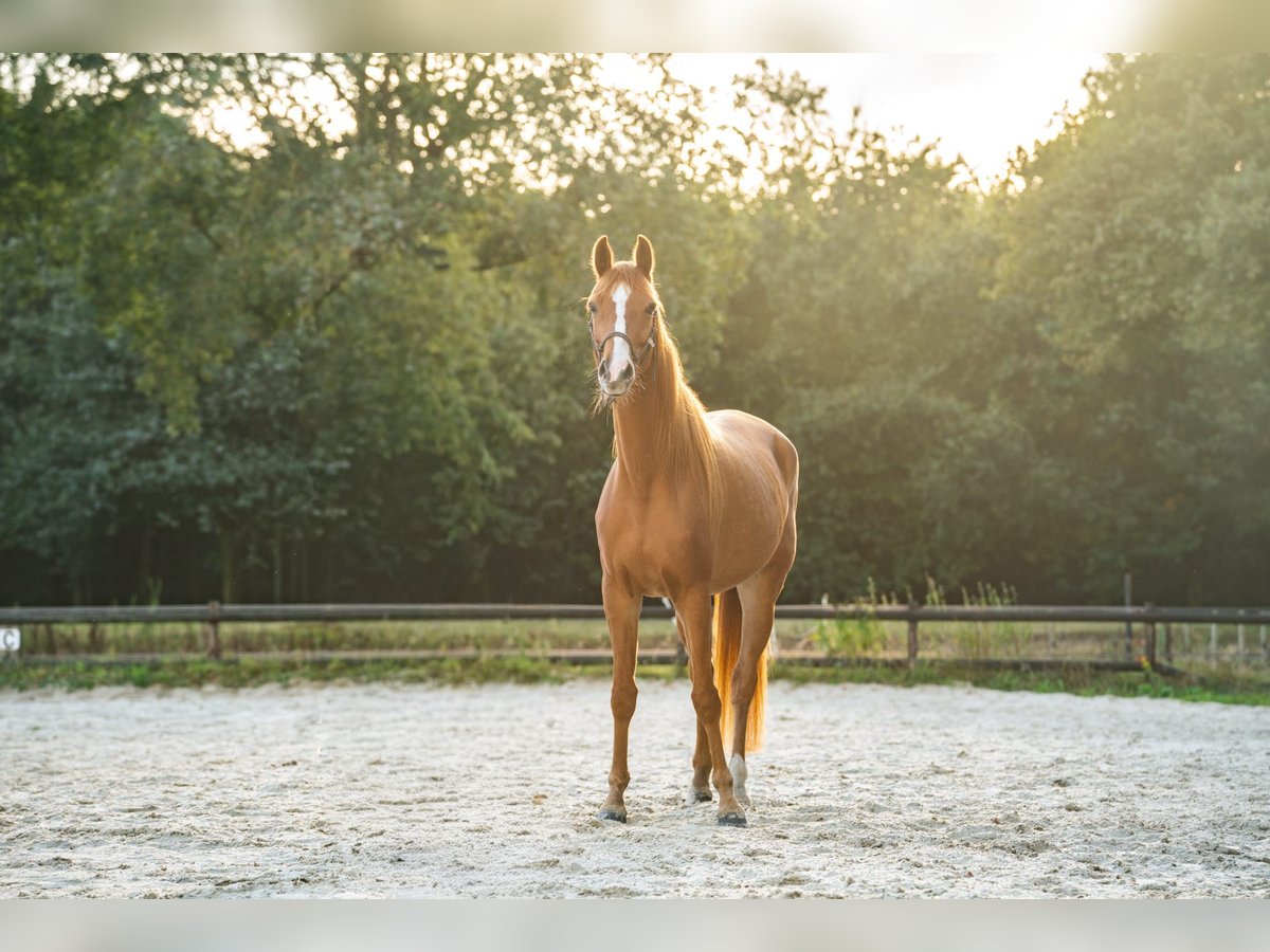 KWPN Wallach 6 Jahre 167 cm Fuchs in Grolloo