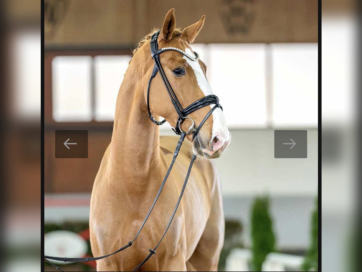 KWPN Wallach 6 Jahre 167 cm Fuchs in Kerken