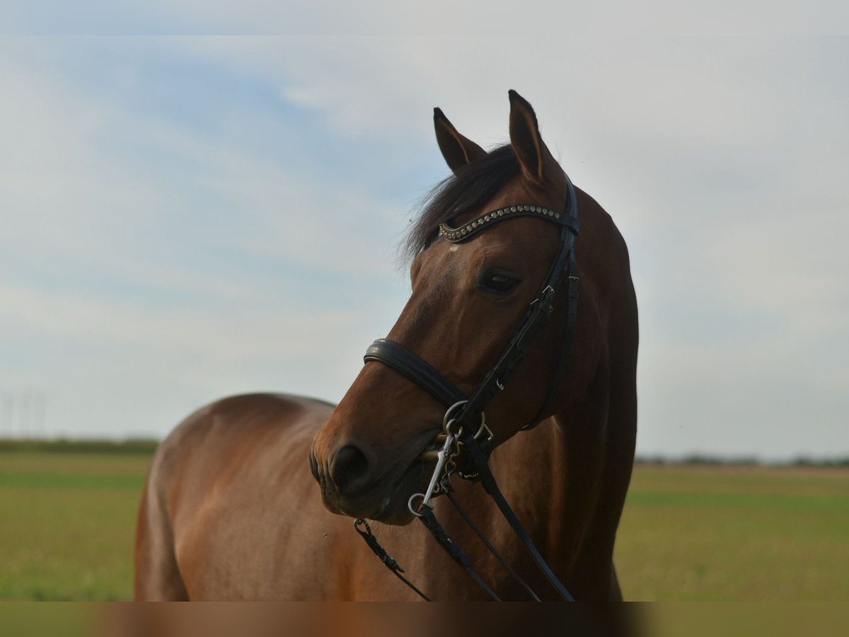KWPN Wallach 6 Jahre 168 cm Brauner in Geilenkirchen