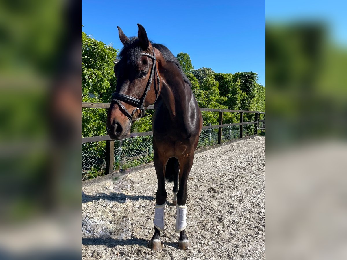 KWPN Wallach 6 Jahre 168 cm Brauner in Rumpt