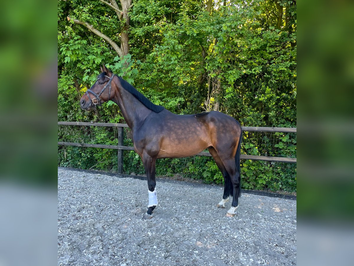 KWPN Wallach 6 Jahre 168 cm Brauner in Rumpt