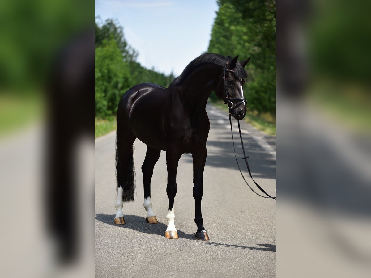 KWPN Wallach 6 Jahre 168 cm Rappe in Csabacs&#x171;d