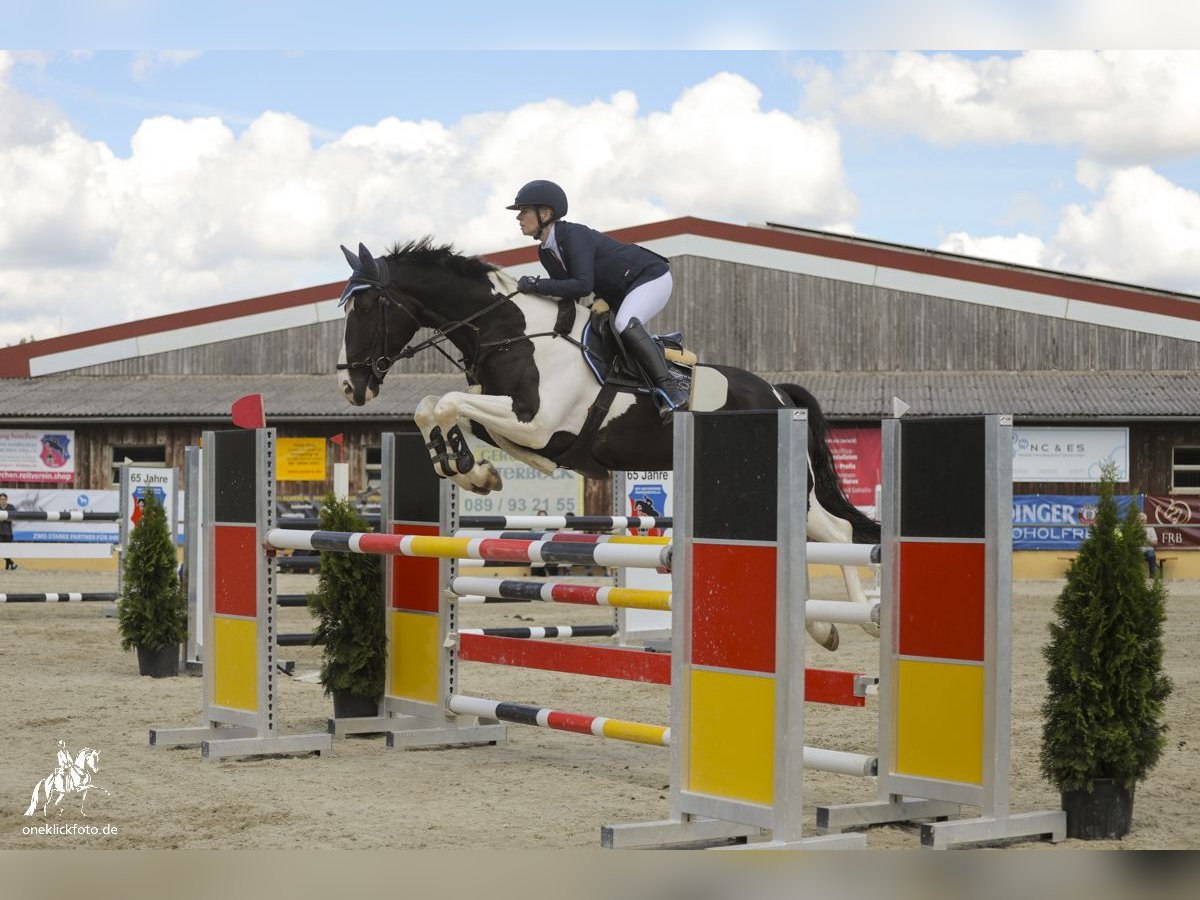 KWPN Wallach 6 Jahre 168 cm Schecke in Loiching