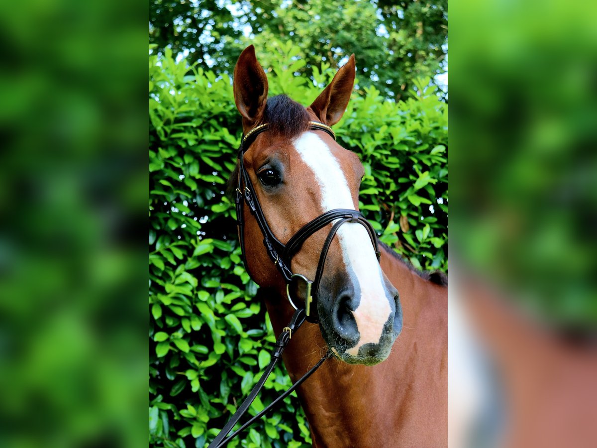 KWPN Wallach 6 Jahre 168 cm in Meppen