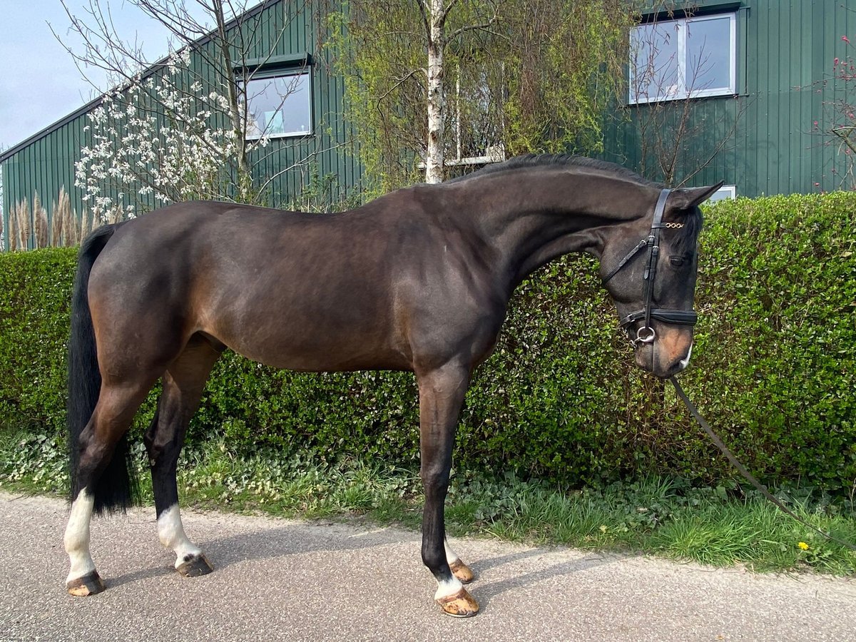 KWPN Wallach 6 Jahre 169 cm Schwarzbrauner in Wouwse Plantage