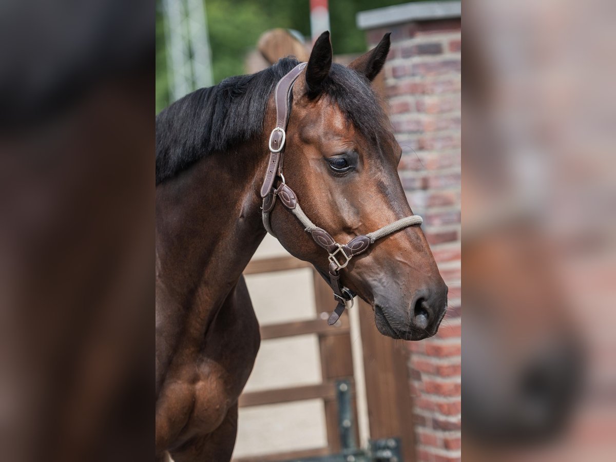 KWPN Wallach 6 Jahre 169 cm Schwarzbrauner in Nuenen