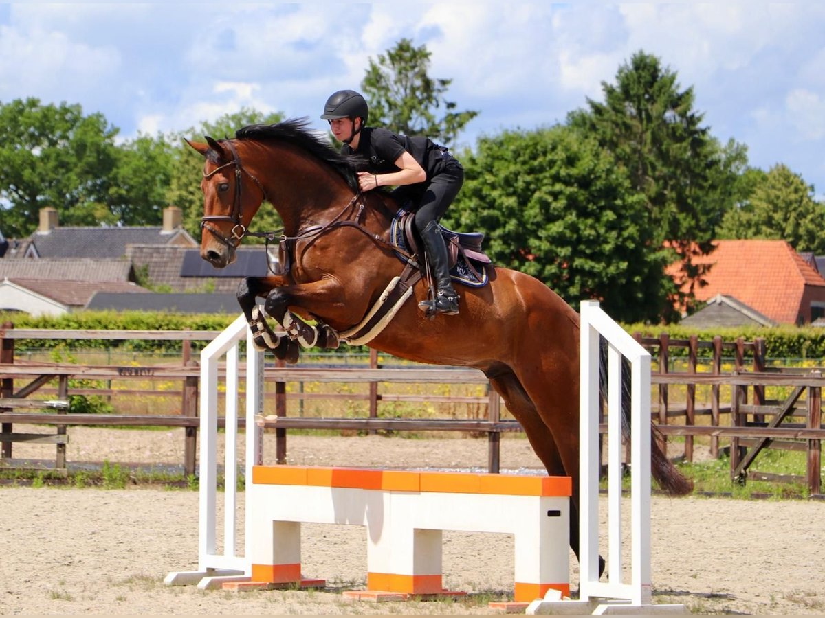 KWPN Wallach 6 Jahre 170 cm Brauner in Gyula