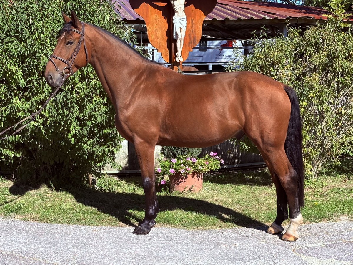 KWPN, Wallach in Schwäbisch Gmünd