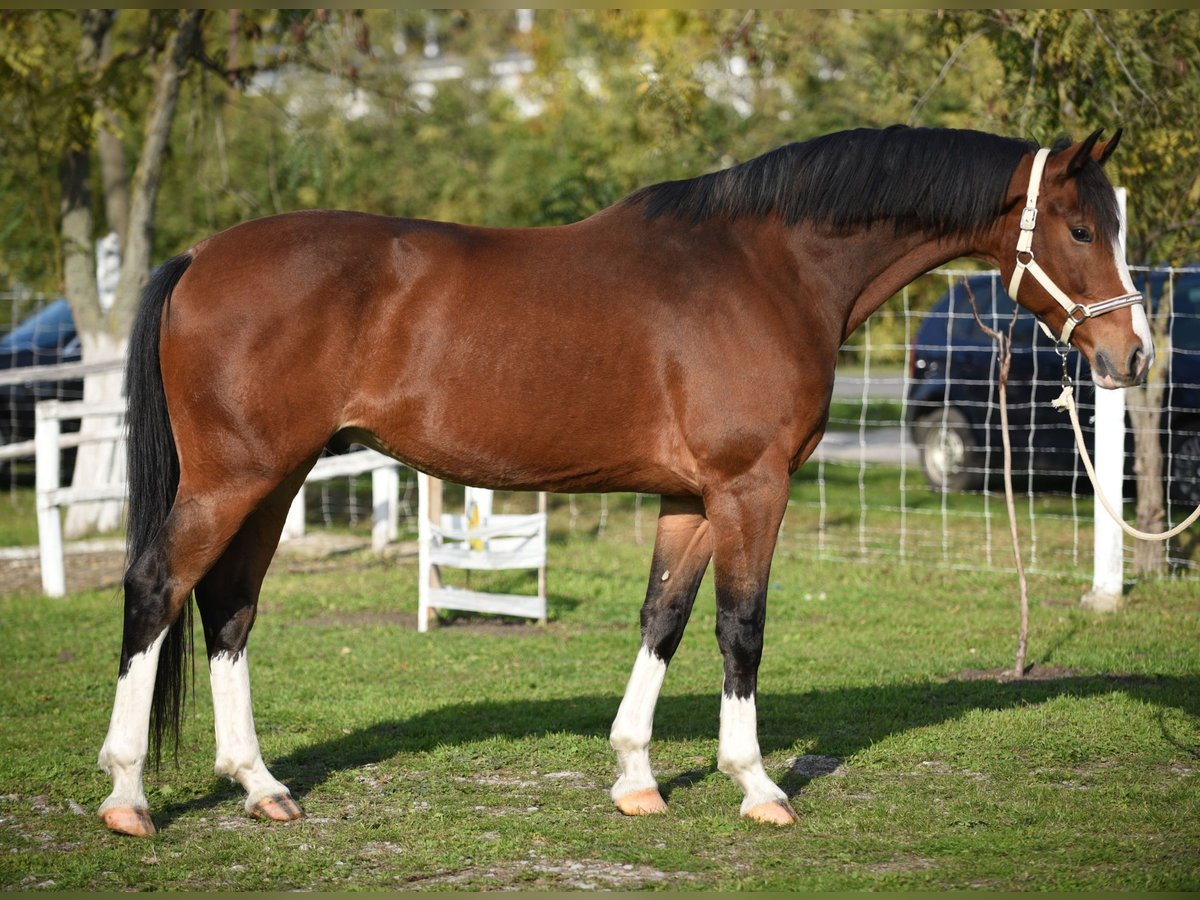 KWPN Wallach 6 Jahre 170 cm Brauner in Kecskemét