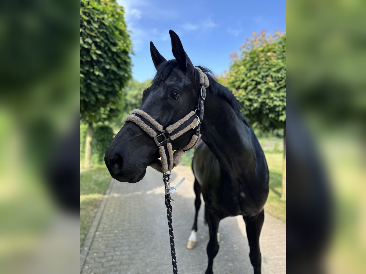 KWPN Wallach 6 Jahre 170 cm Rappe in Kerpen
