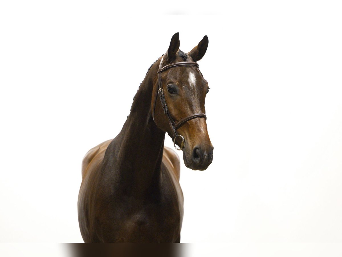 KWPN Wallach 6 Jahre 171 cm Brauner in Waddinxveen