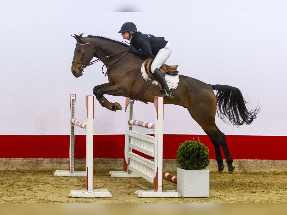 KWPN Wallach 6 Jahre 171 cm Dunkelbrauner in Waddinxveen