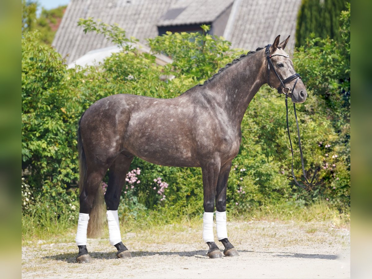 KWPN Wallach 6 Jahre 171 cm Schimmel in Hohenfelde