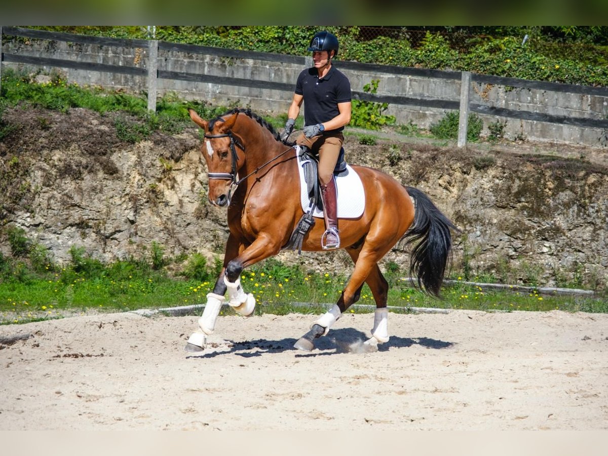KWPN Wallach 6 Jahre 173 cm Dunkelbrauner in Santiago De Compostela
