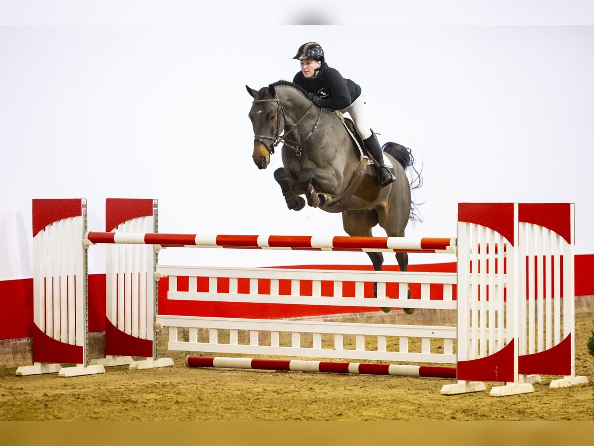 KWPN Wallach 6 Jahre 174 cm Brauner in Waddinxveen