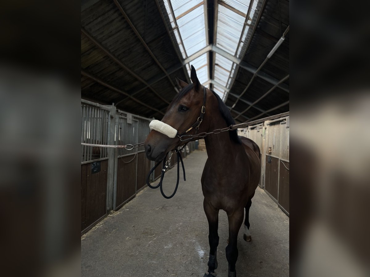 KWPN Wallach 6 Jahre 174 cm Dunkelbrauner in M&#xFC;nster